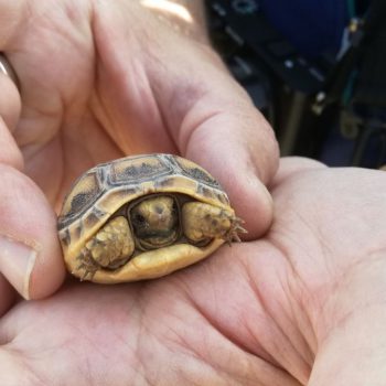 mini schildpadje