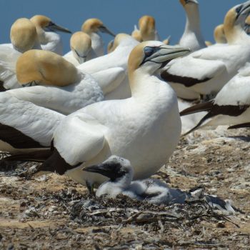 de Gannets op Cape Kidnappers