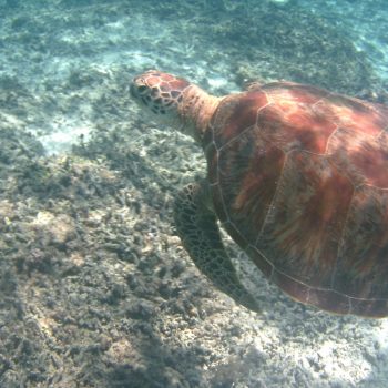 Zeeschildpadden!!