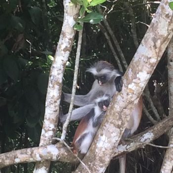 Safari midden in Zanzibar