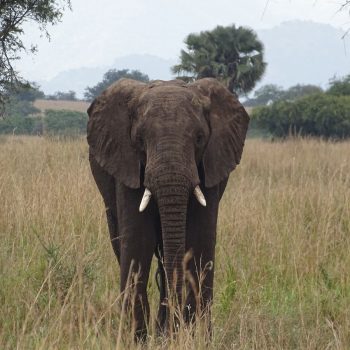 Een olifant in Kidepo National Park 