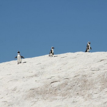 Boulders beach