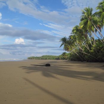 Uvita
