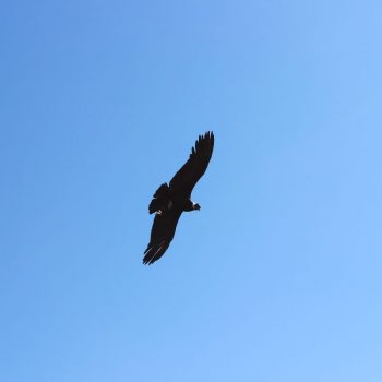 Condor