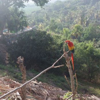 Tayrona