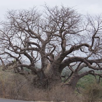 Een reusachtige baobab 