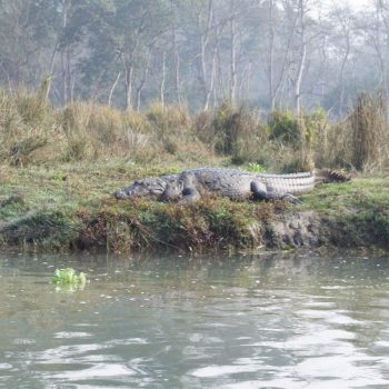 chitwan