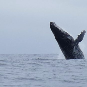 Bultruggen Isla de la Plata