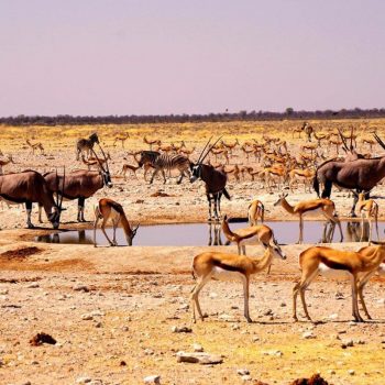 Etosha National Park