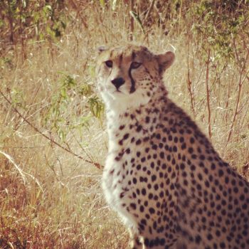 Cheetah, Masai Mara