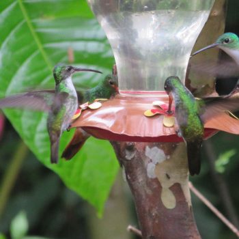 kolibri´s in Mindo, giga veel gezien
