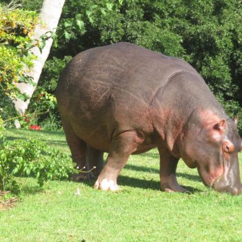 een nijlpaard op bezoek in de tuin