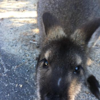 Een gezellige wallaby 