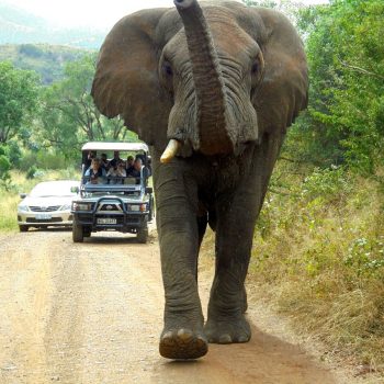 Deze olifant liep recht op ons af!