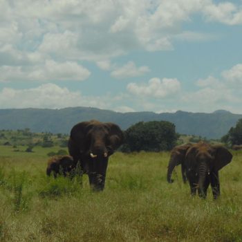 Olifanten in Kidepo National Park