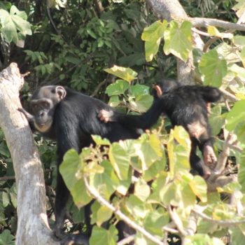 Chimp island