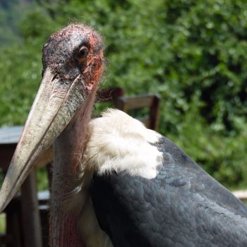 vogel naast het resaturant