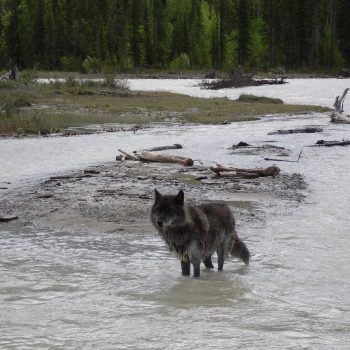 hike with wolves, Golden (BC)