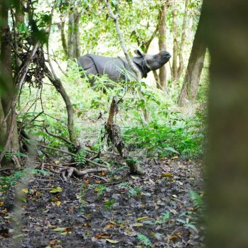 Neushoorns om de hoek in Chitwan
