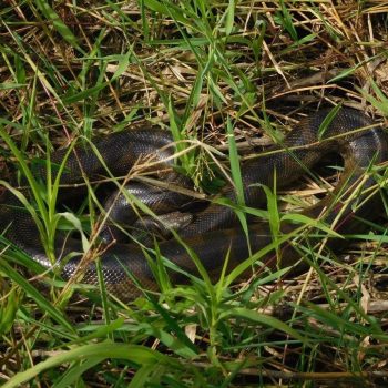 Anaconda