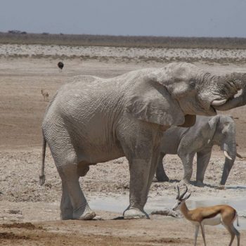 Olifant onder de klei drinkend bij waterhole