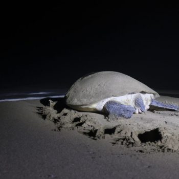 Zeeschildpad bij Sukamade