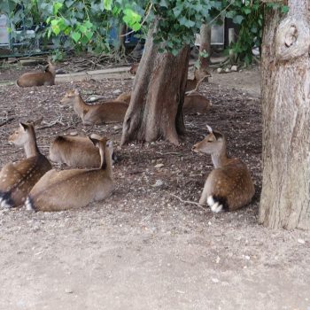 Nara