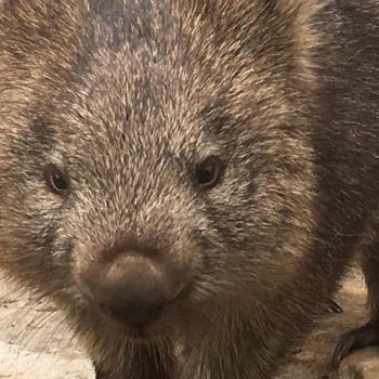 Wombat Sarah; toen haar moeder werd doorgereden, is zij opgevangen in Natureworld