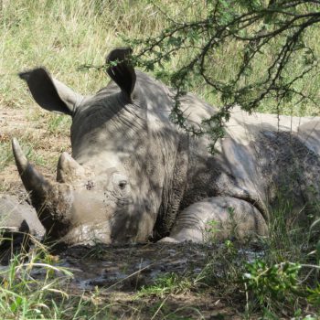 heel veel neushoorns in het Hluhluwe iMfolozi Park