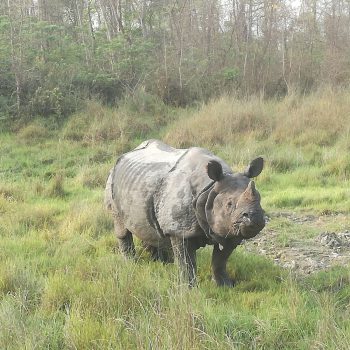 Neushoorns spotten in Chitwan