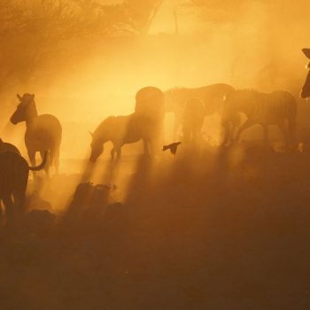 Wildlife in Etosha