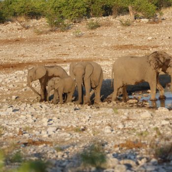 Etosha