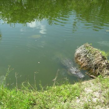 Everglades N.P.