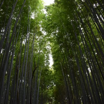 Bamboo Forest Kyoto