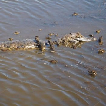 Alligator met jongen