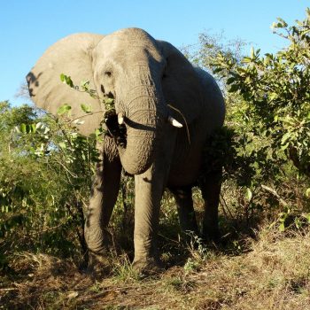 Kruger Park