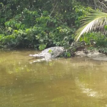 Zelfs onderweg een krokodil gespot