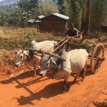 Trekking Kalaw-Inle lake