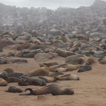 duizenden pelsrobben aan cape cross