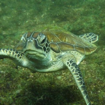 Zee schildpad