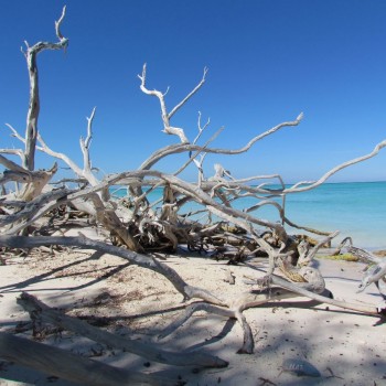 Cayo Jutias, driftwood