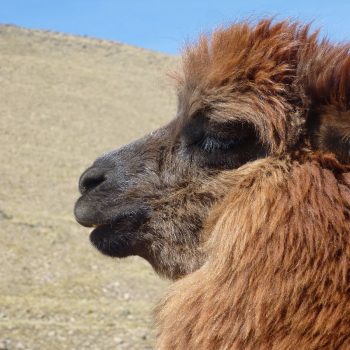 Alpaca