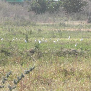 Het agrarische landschap in het Noorden