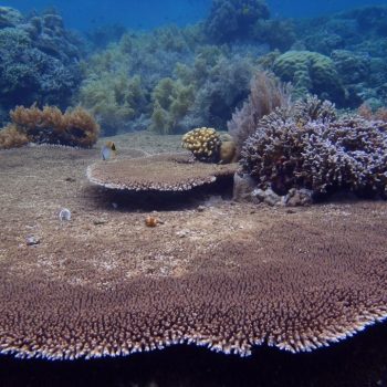De onderwaterwereld van Bunaken is fantastisch!