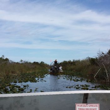 Gator Park Everglades
