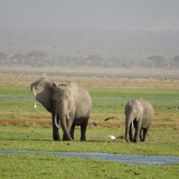 amboseli