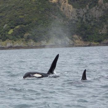 Paihia tijdens een dag duiken!