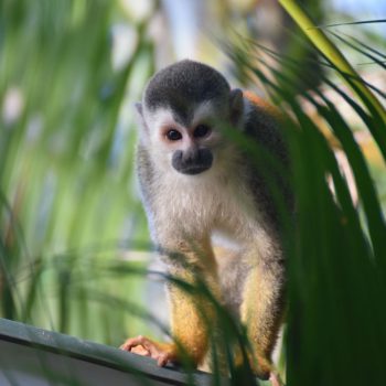 Manuel Antonio