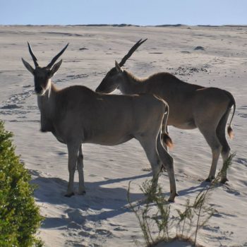 Springbok in de duinen