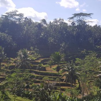 Tegallalang Ricefield